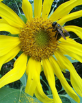 Queen Bees of Citizen Science Image - Queen Bees of Citizen Science