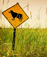 Grazing, Gas and Grass Image - Grazing, Gas and Grass