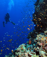 Deep Blue Image - Deep Blue