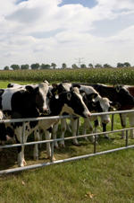 Corn, Cars and Cows Image - Corn, Cars and Cows