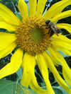 Image - Queen Bees of Citizen Science